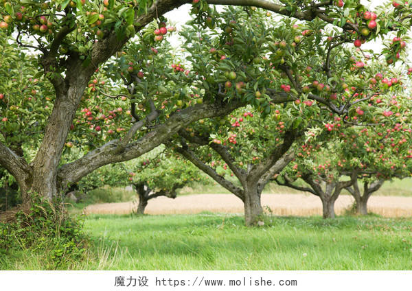 绿色大树果树果园苹果树采摘园水果